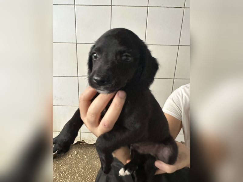 Zuckerbub RUMO sucht seine Herzensmenschen