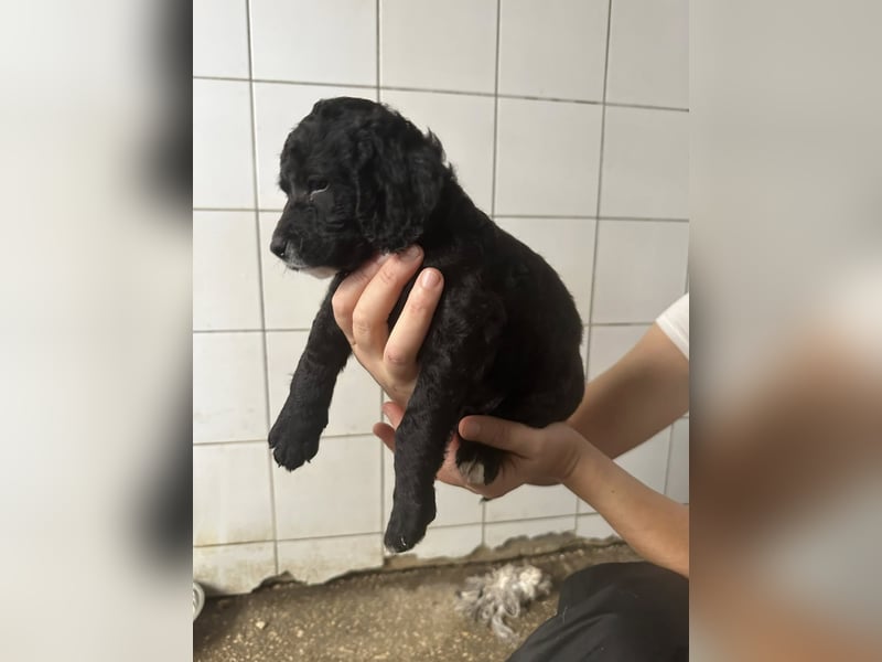 Hundekin FERDI wünscht sich eine Familie mit Herz Hundekin FERDI wünscht sich eine Familie mit Herz
