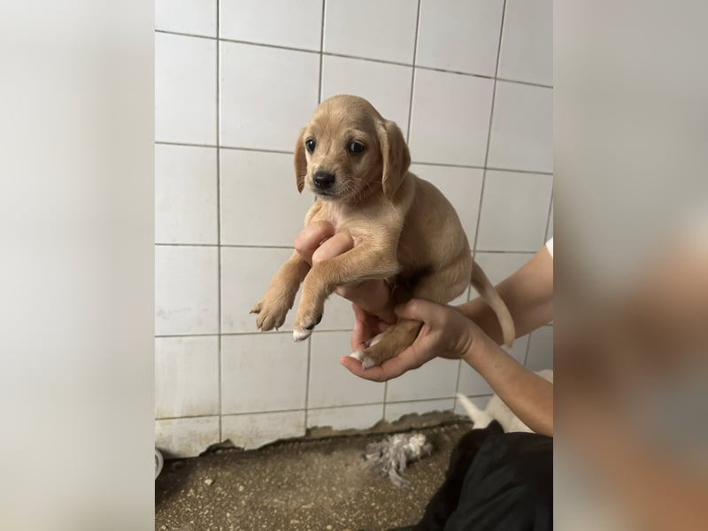 Zaubermann BUDDY sucht sein Traumkörbchen Zaubermann BUDDY sucht sein Traumkörbchen