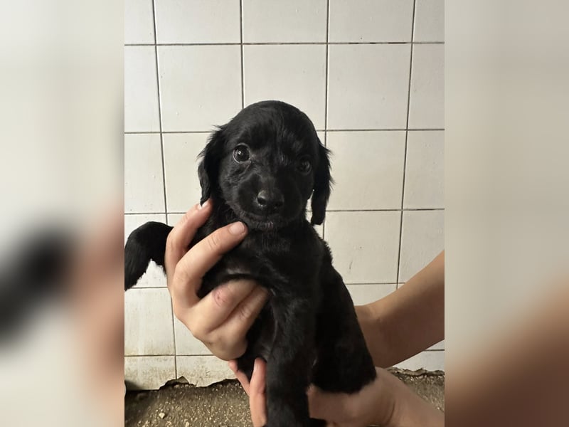 zuckersüße ABBY sucht ihrTraumkörbchen zuckersüße ABBY sucht ihrTraumkörbchen