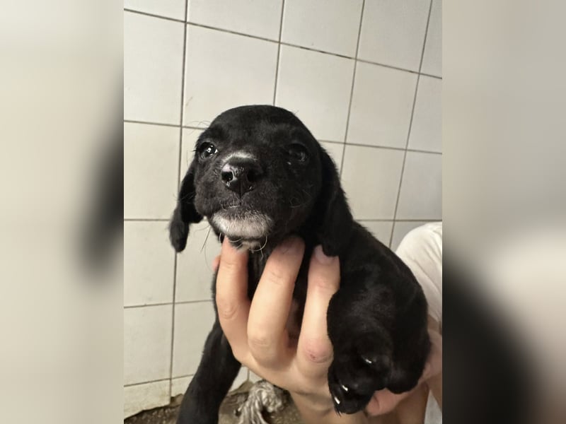 Zuckerbub RUMO sucht seine Herzensmenschen