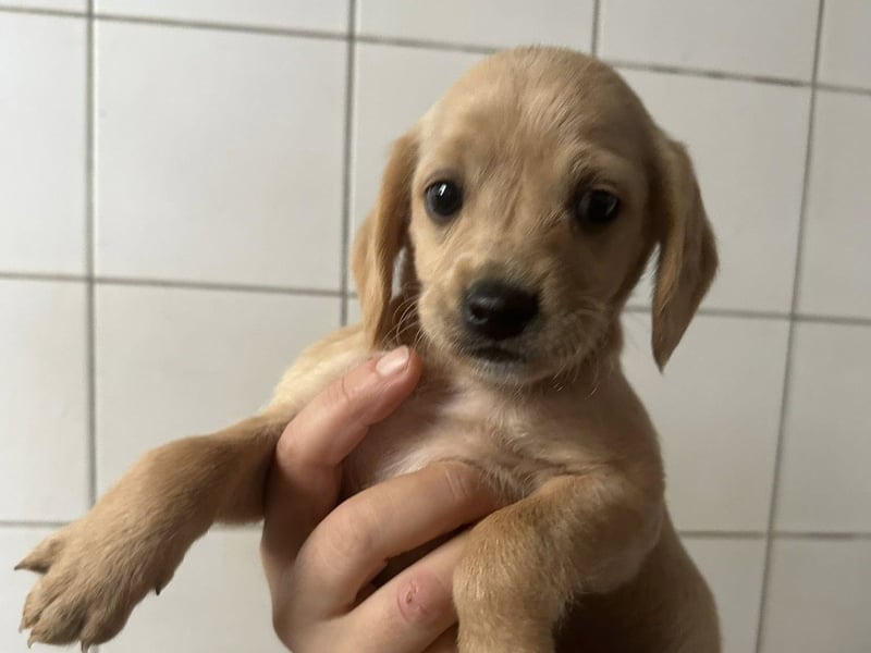 Zaubermann BUDDY sucht sein Traumkörbchen Zaubermann BUDDY sucht sein Traumkörbchen