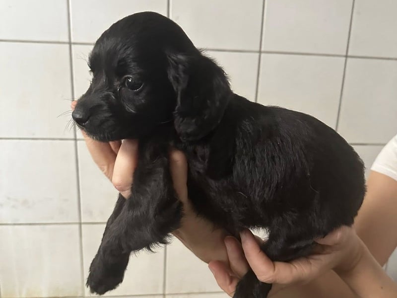 zuckersüße ABBY sucht ihrTraumkörbchen zuckersüße ABBY sucht ihrTraumkörbchen