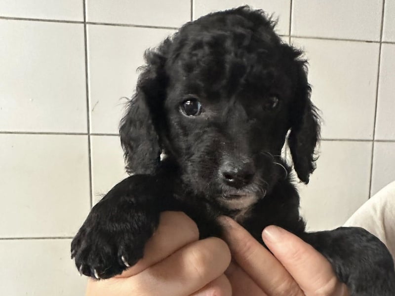 Hundekin FERDI wünscht sich eine Familie mit Herz Hundekin FERDI wünscht sich eine Familie mit Herz