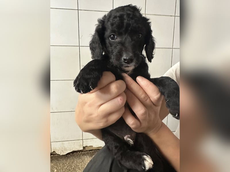 Hundekin FERDI wünscht sich eine Familie mit Herz Hundekin FERDI wünscht sich eine Familie mit Herz