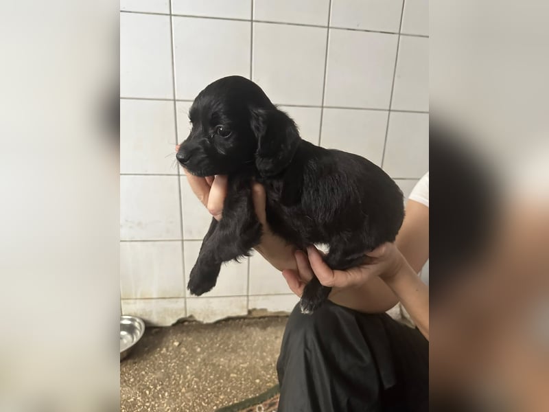 zuckersüße ABBY sucht ihrTraumkörbchen zuckersüße ABBY sucht ihrTraumkörbchen