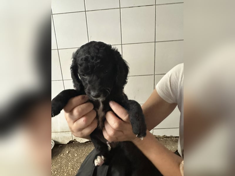 Hundekin FERDI wünscht sich eine Familie mit Herz Hundekin FERDI wünscht sich eine Familie mit Herz