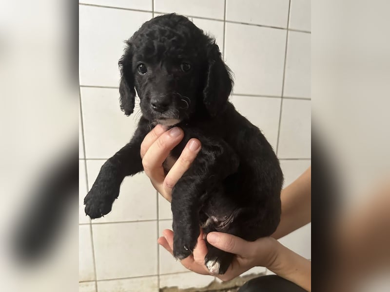 Hundekin FERDI wünscht sich eine Familie mit Herz Hundekin FERDI wünscht sich eine Familie mit Herz