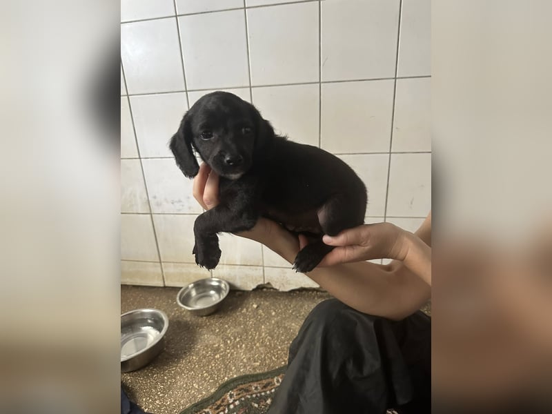 Zuckerbub RUMO sucht seine Herzensmenschen