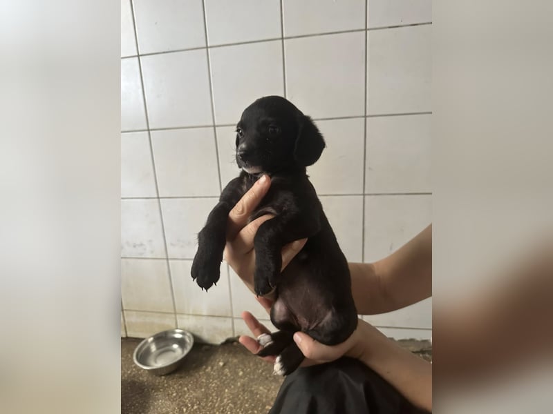 niedliche ALCA sucht ihre Herzensmenschen niedliche ALCA sucht ihre Herzensmenschen