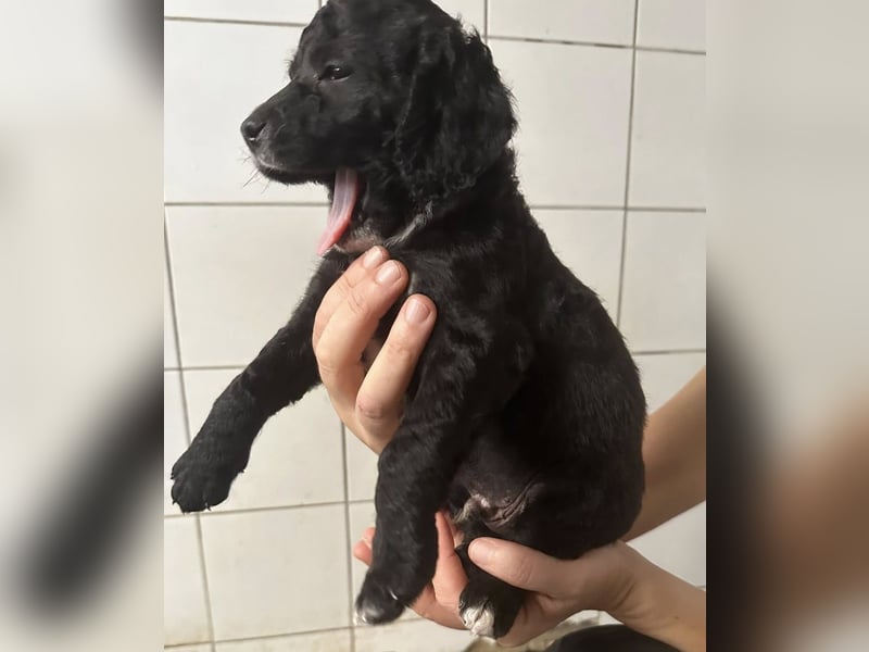 Hundekin FERDI wünscht sich eine Familie mit Herz Hundekin FERDI wünscht sich eine Familie mit Herz
