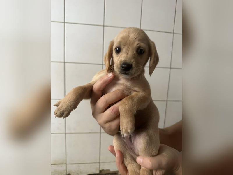 Zaubermann BUDDY sucht sein Traumkörbchen Zaubermann BUDDY sucht sein Traumkörbchen