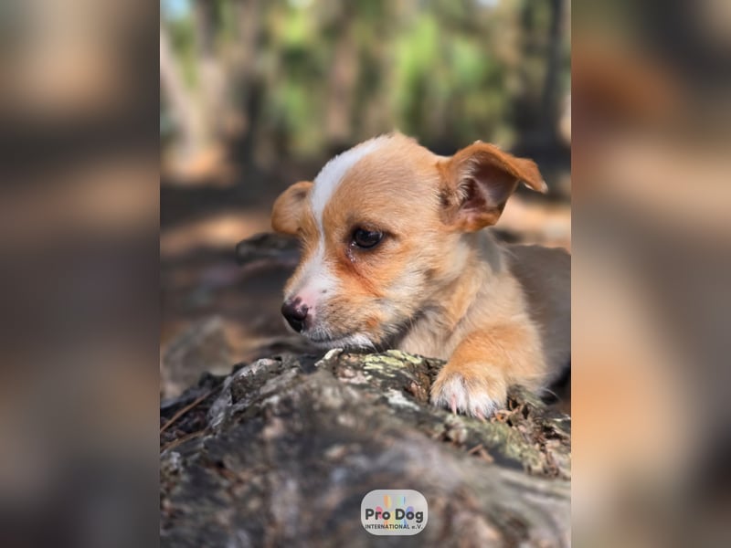 Hundebaby Frieda Hundebaby Frieda