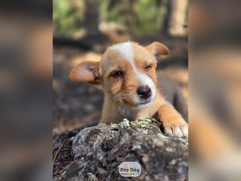 Hundebaby Frieda Hundebaby Frieda