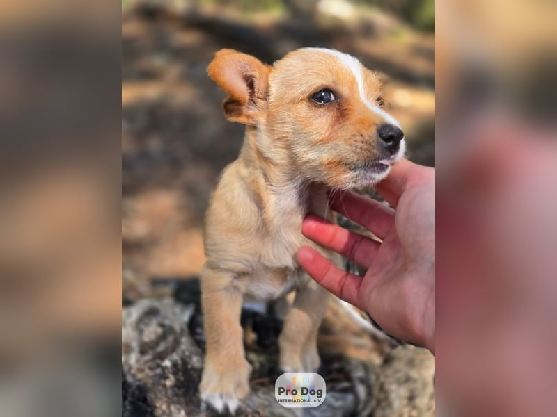 Hundebaby Frieda Hundebaby Frieda