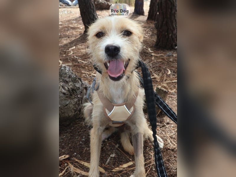 Maggie auf Pflegestelle in Versmold Maggie auf Pflegestelle in Versmold