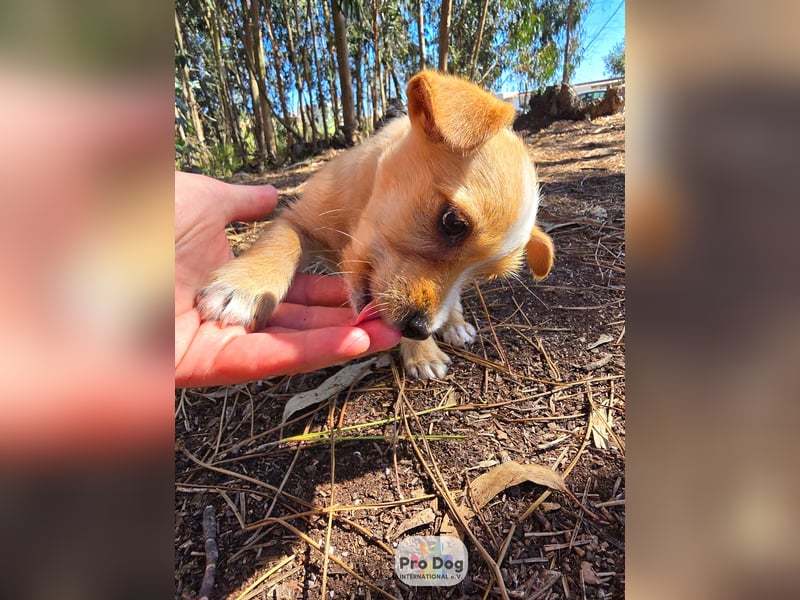 Hundebaby Frieda Hundebaby Frieda