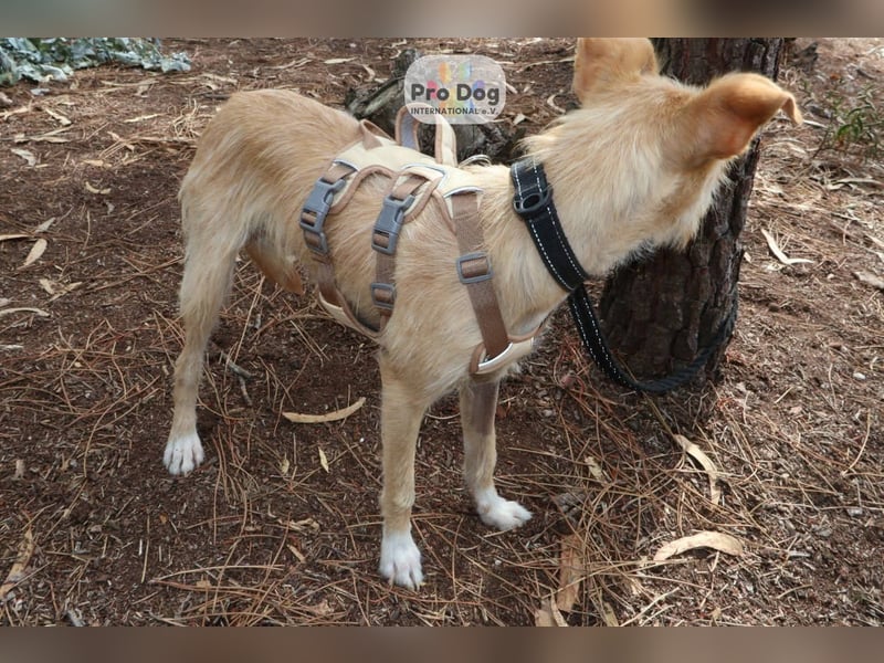 Maggie auf Pflegestelle in Versmold Maggie auf Pflegestelle in Versmold