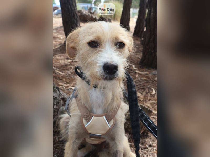 Maggie auf Pflegestelle in Versmold Maggie auf Pflegestelle in Versmold