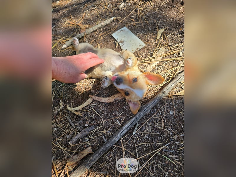 Hundebaby Frieda Hundebaby Frieda