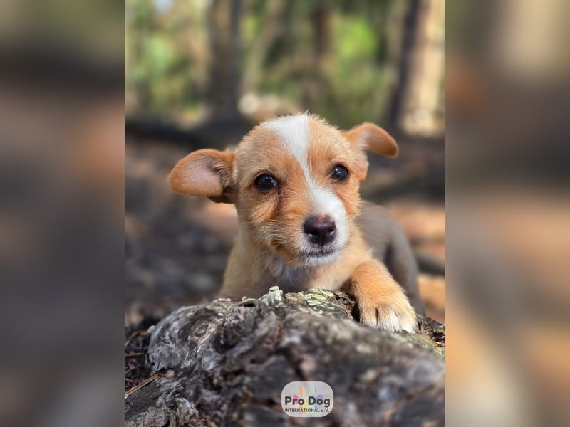 Hundebaby Frieda Hundebaby Frieda