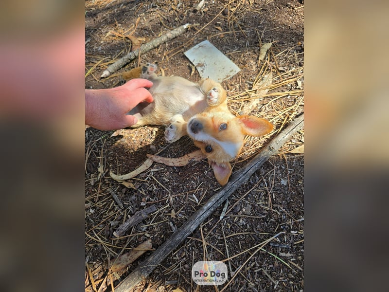 Hundebaby Frieda Hundebaby Frieda