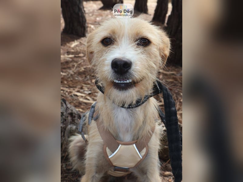 Maggie auf Pflegestelle in Versmold Maggie auf Pflegestelle in Versmold