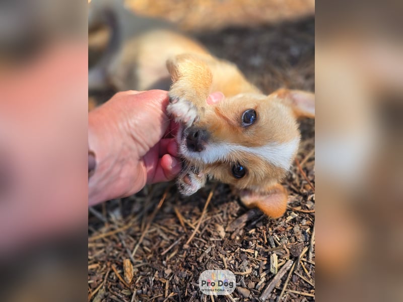 Hundebaby Frieda Hundebaby Frieda