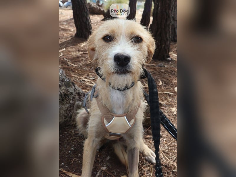 Maggie auf Pflegestelle in Versmold Maggie auf Pflegestelle in Versmold