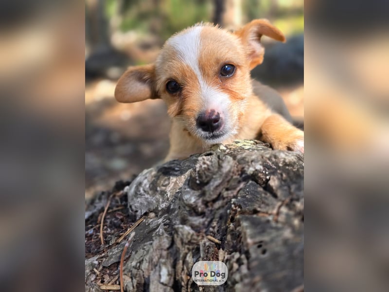 Hundebaby Frieda Hundebaby Frieda