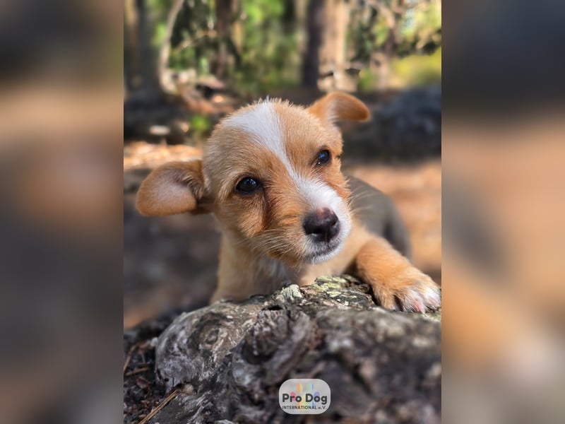 Hundebaby Frieda Hundebaby Frieda