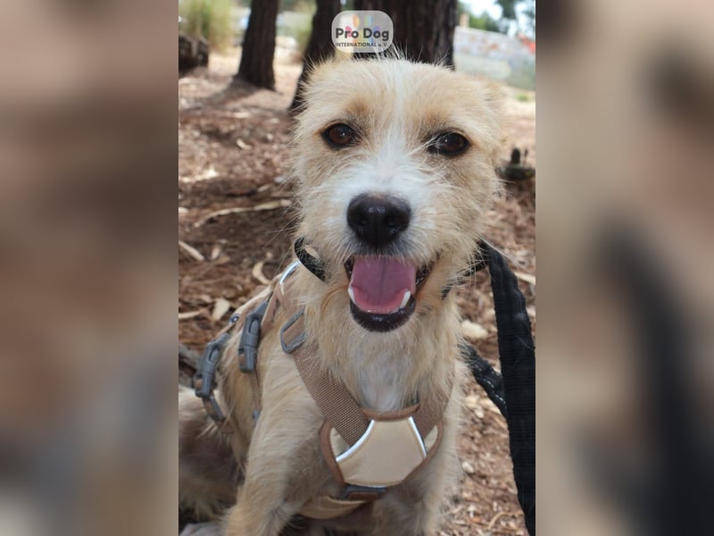 Maggie auf Pflegestelle in Versmold Maggie auf Pflegestelle in Versmold