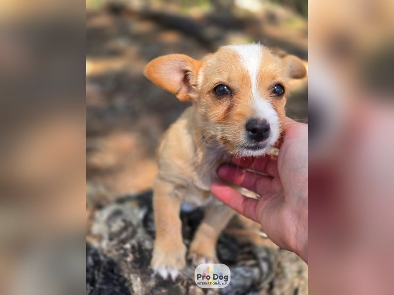 Hundebaby Frieda Hundebaby Frieda