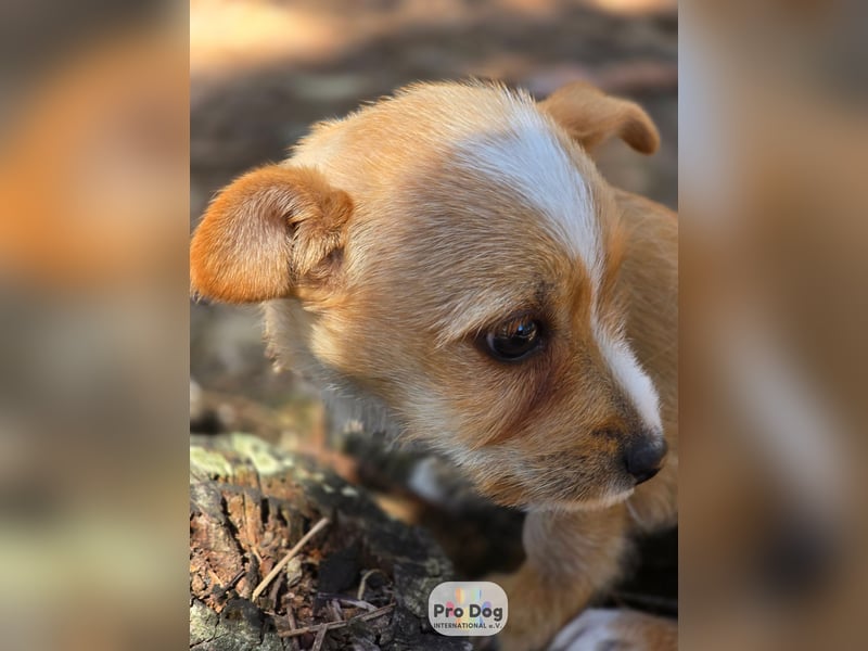 Hundebaby Frieda Hundebaby Frieda