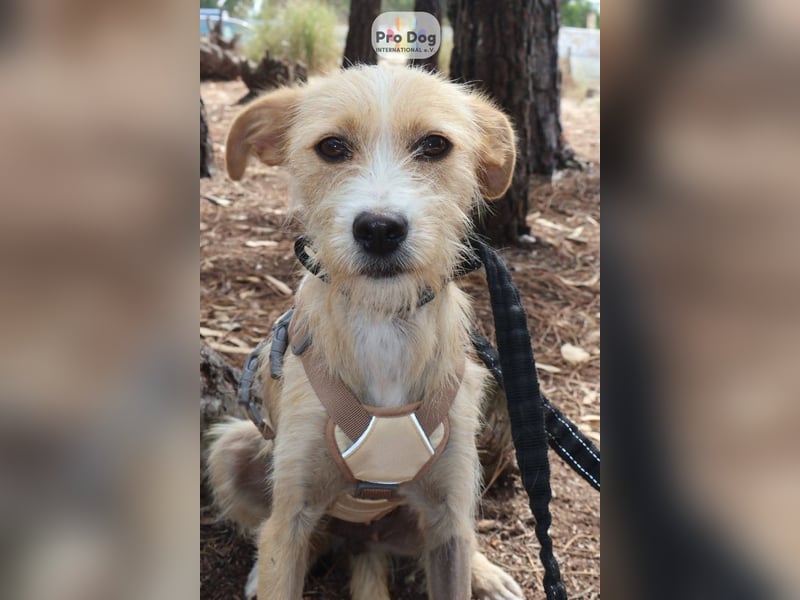 Maggie auf Pflegestelle in Versmold Maggie auf Pflegestelle in Versmold