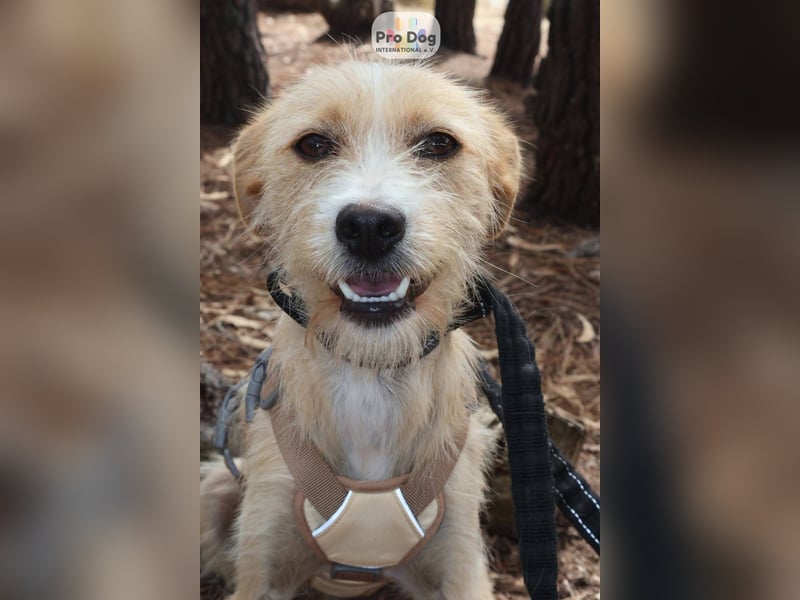 Maggie auf Pflegestelle in Versmold Maggie auf Pflegestelle in Versmold