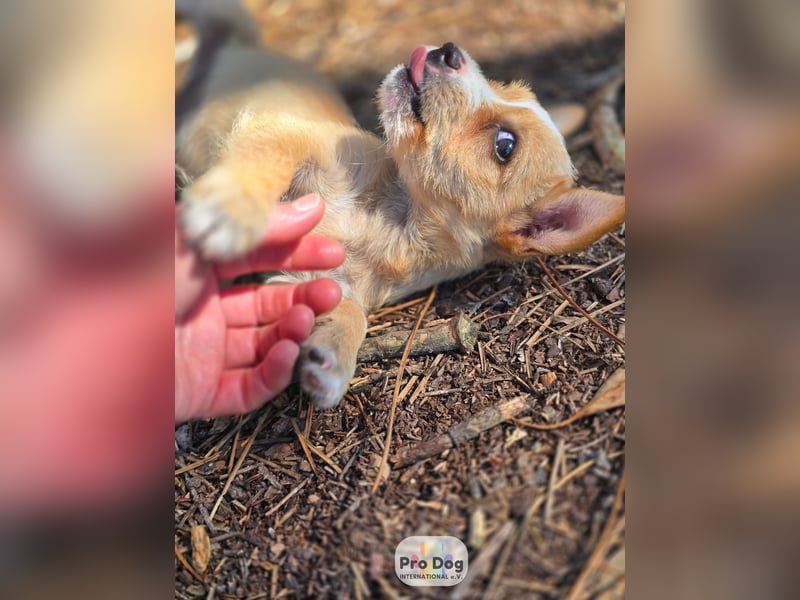 Hundebaby Frieda Hundebaby Frieda