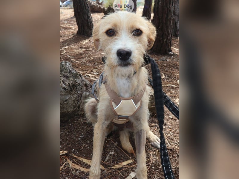 Maggie auf Pflegestelle in Versmold Maggie auf Pflegestelle in Versmold