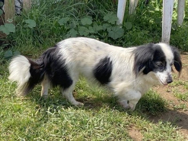 Sanfte kleine Yuki sucht einfühlsame Menschen