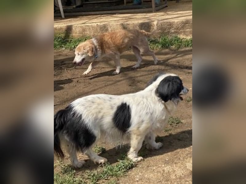 Sanfte kleine Yuki sucht einfühlsame Menschen