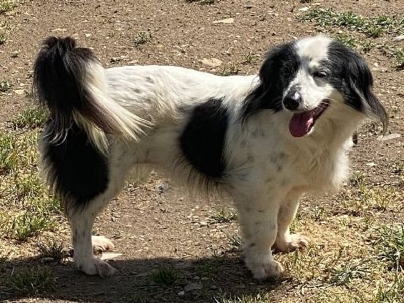 Sanfte kleine Yuki sucht einfühlsame Menschen