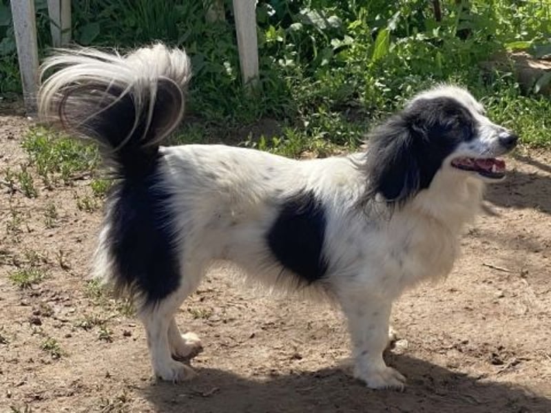 Sanfte kleine Yuki sucht einfühlsame Menschen