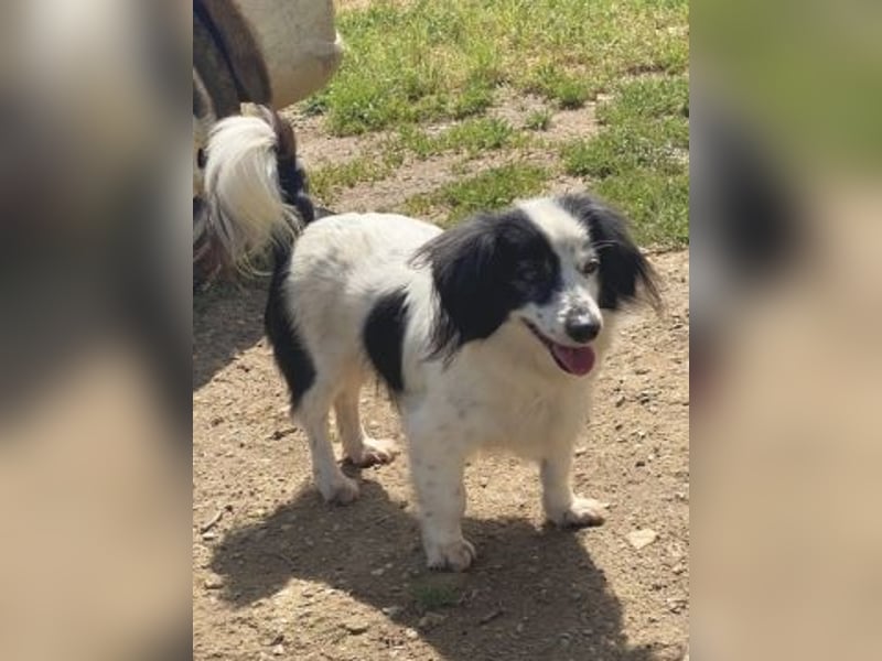 Sanfte kleine Yuki sucht einfühlsame Menschen