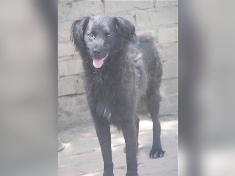 BOZA, bildhübscher Hundebub