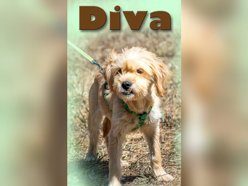 Diva - eine zuckersüße Maus