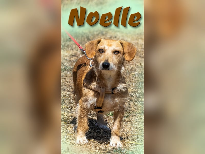 Noelle - ein ganz feines Mädchen