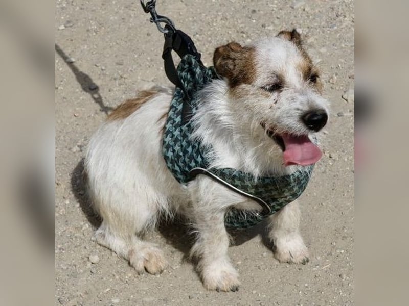 Beau - freundlich, zutraulich und verträglich