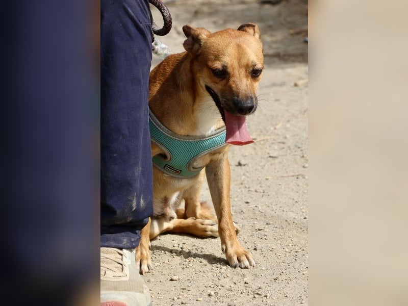 Ollie - lässt sich gerne anfassen, freundlich und aufmerksam
