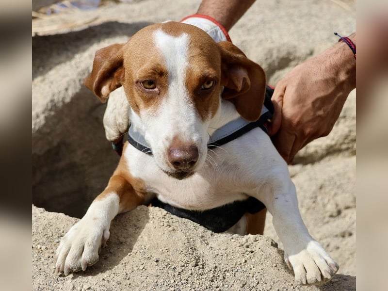 Lola, freundlich, neugierig und lässt sich gerne anfassen
