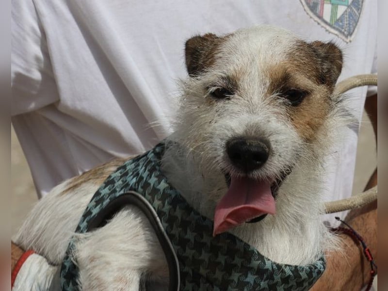 Beau - freundlich, zutraulich und verträglich